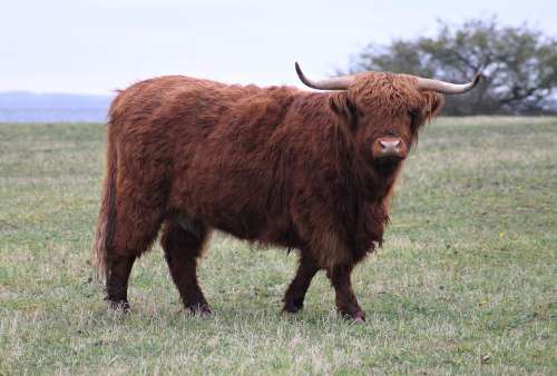 Ko Cow Bull Highland Cattle Gotland Highland Cow