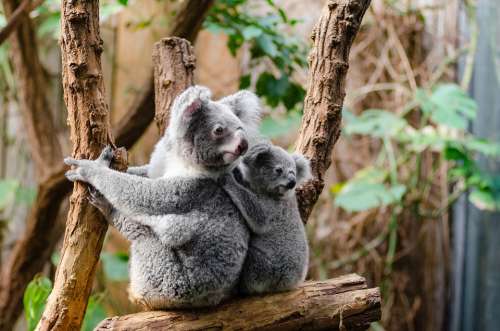 Koala Bears Tree Sitting Perched Portrait Grey