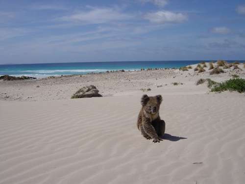 Koala Beach Alone Animal Bear Sleaford Sandhill