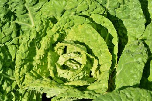 Kohl Cabbage Vegetables Leaves Green Healthy Crop