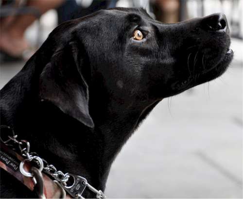 Labrador Dog Profile Black Canine Retriever