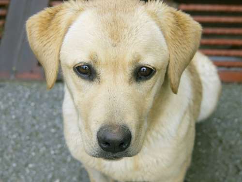 Labrador Dog Pets