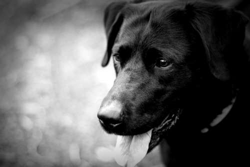 Labrador Dog Black Pet Canine Retriever Animal