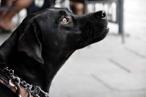 Labrador Dog Canine Profile Portrait Head Animal