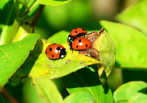 Ladybird Group Seven-Spot Ladybird