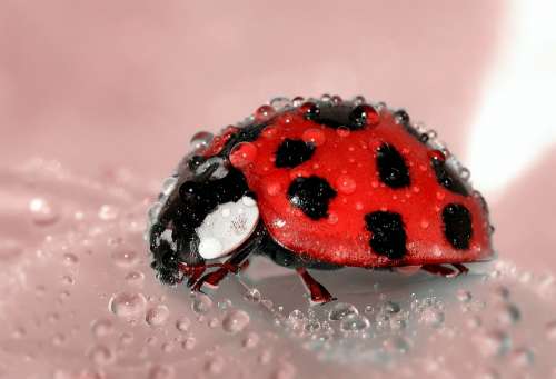 Ladybug Beetle Insect Lucky Charm Red Points