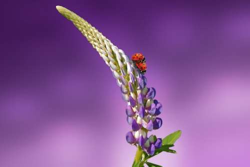 Ladybug Flower Blossom Bloom Spring Nature Plant