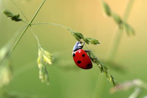 Ladybug Beetle Coccinellidae Insect Nature Red