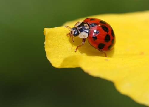 Ladybug Beetle Blossom Bloom Points Insect Nature