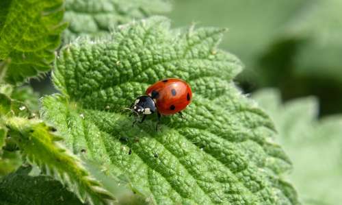 Ladybug Macro Lucky Charm Insect Beetle Red