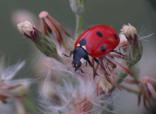 Ladybug Nature Plant Insect Ladybird Fauna