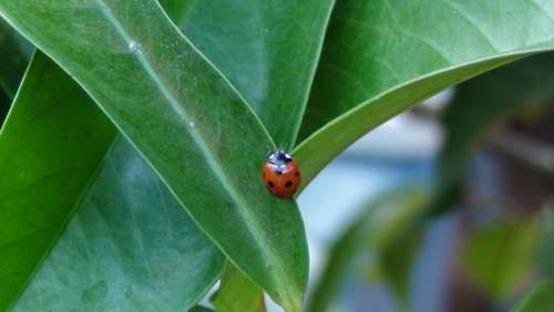 Ladybug Garden Nature Insect Leaf Red Green