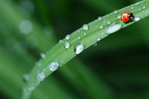 Ladybug Drop Of Water Rain Leaf Spring Dew Drop