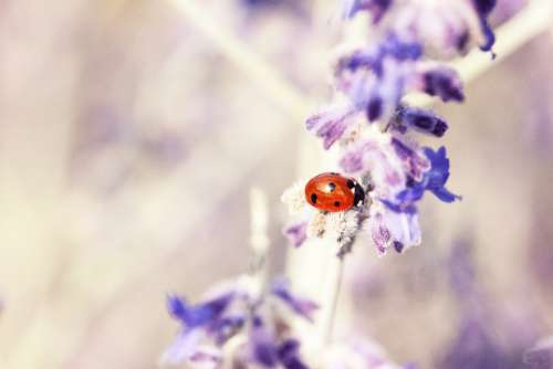 Ladybug Lavender Plant Flora Macro Purple Insect
