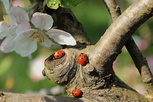 Ladybug Apple Blossom Branch