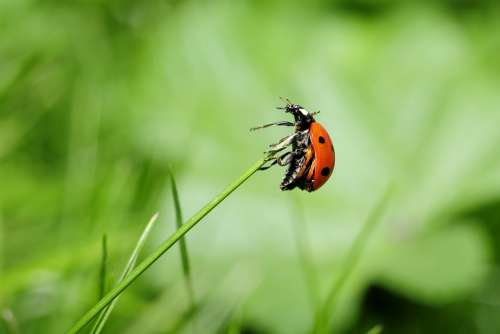 Ladybug Insect Nature Meadow