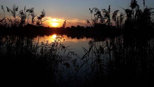 Lake Peace Nature Sunset Relax Reed Calm