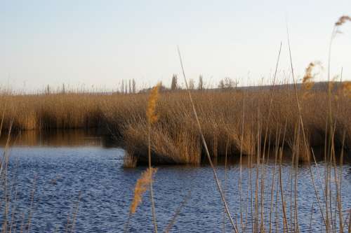 Lake Reed Water Wave Waters