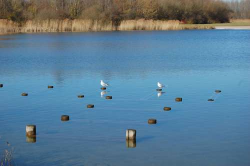 Lake Bird Seagull Landscape Nature Reflection