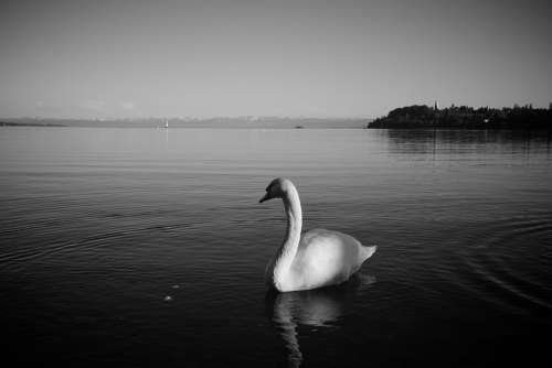 Lake Constance Swan Bird Animal Lake Quiet