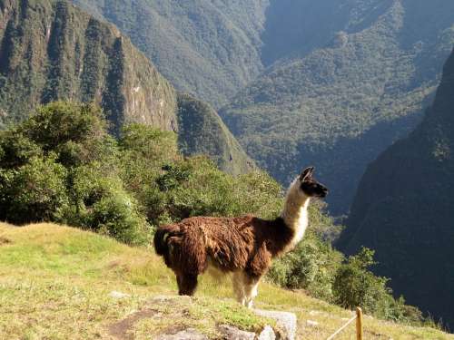 Lama Alpaca Animal Machu Picchu Peru
