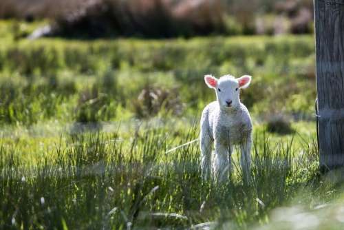 Lamb Baby Animals Sheep Animal Cute Spring Wool