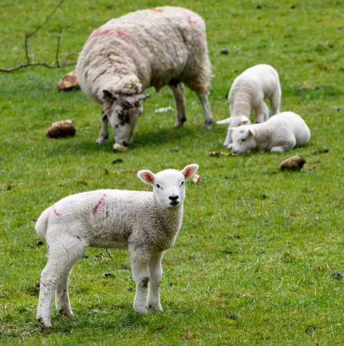 Lamb Sheep Wool Farm Grass Nature Agriculture