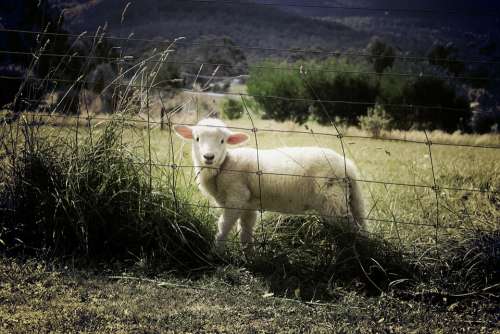 Lamb Sheep Farm Animal Countryside Grass Field