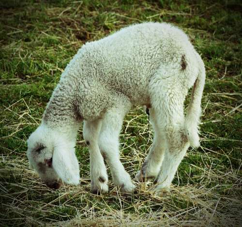 Lamb Animal Ill Weak Needy Sad Misery Matt Limp