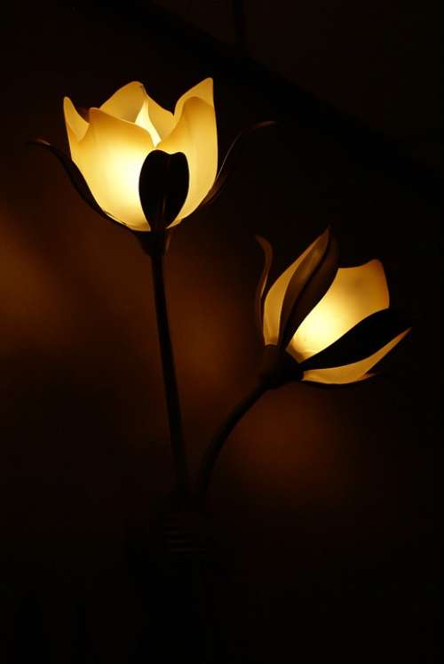 Lamp Flower Light Lamps Lighting Dark Atmosphere