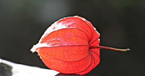 Lampionblume Physalis Alkekengi Ornamental Plant