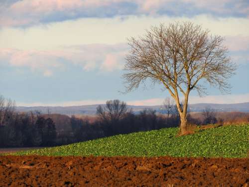 Landscape Agriculture Tree Alone Winter Is Coming