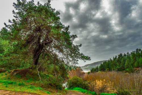 Landscape Tree Mountains Nature Forest Trees Sky