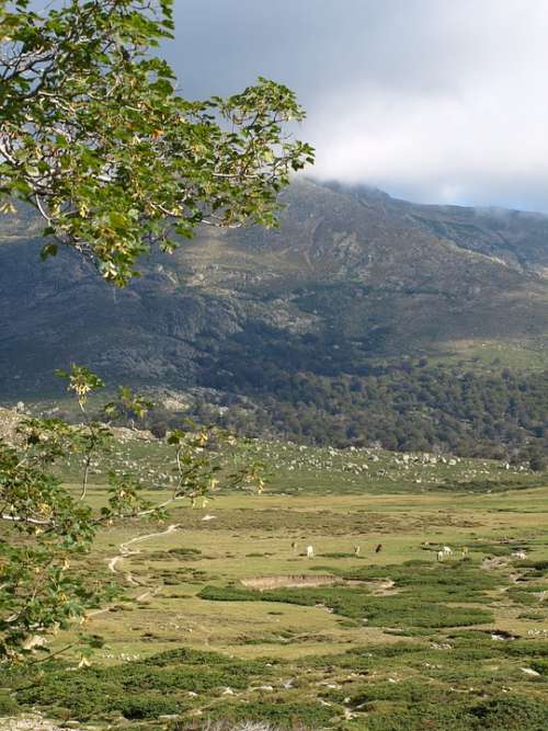 Landscape Plateau Valley Pasture Corsica Nature