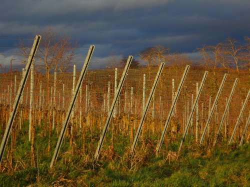 Landscape Vines Winegrowing Wine Region Vineyard