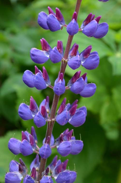 Larkspur Blossom Bloom Blue Hahnenfußgewächs