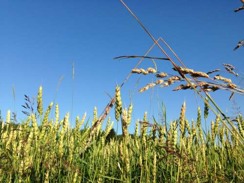 Late Summer Field Wheat Blue Himmel