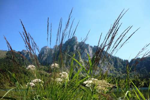 Laudachsee Plumes Vegetation Mountains Landscape
