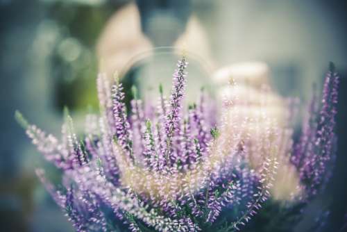 Lavender Plant Flowers Flower