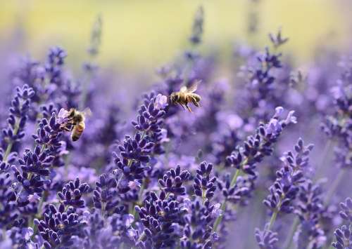 Lavender Bee Summer Purple Garden Nectar
