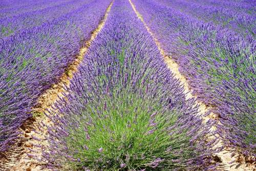 Lavender Lavender Field Lavender Flowers Blue