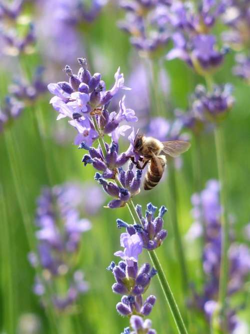 Lavender Lavender Flowers Bee Pollination Insect