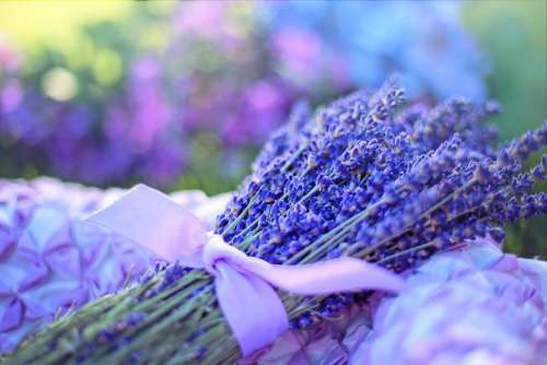 Lavender Fresh Flowers Herbal Natural Aroma