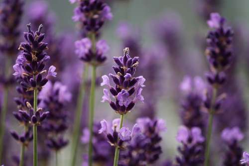 Lavender Purple Bloom Plant Flowers Nature Scent