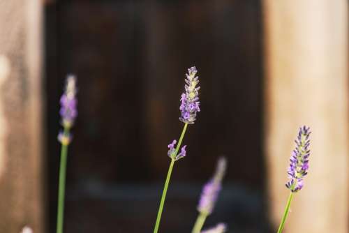Lavender Garden Close Up Macro Purple Perriwinkle