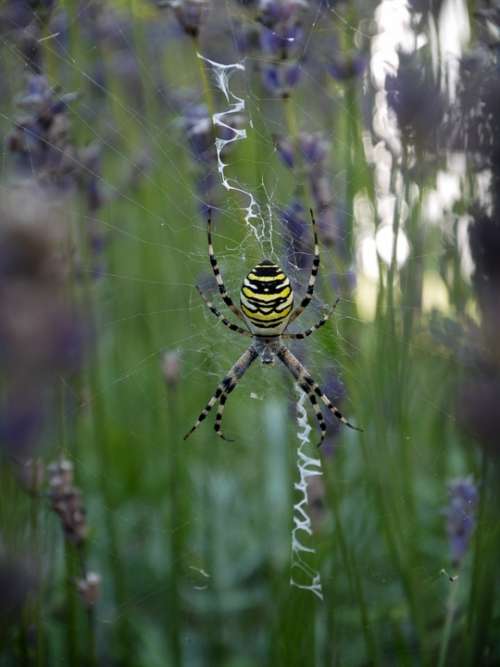 Lavender Insect Spider Cobweb Nature Creepy