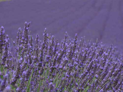 Lavender Purple Provence Summer Flowers Herbs