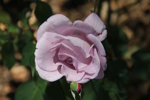 Lavender Rose Garden Flower