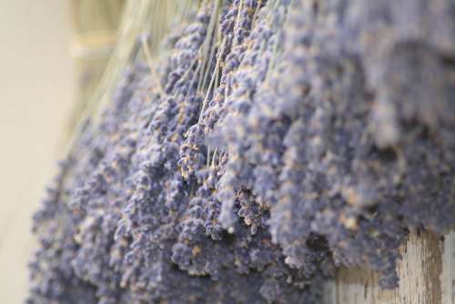Lavender Provence Nature France