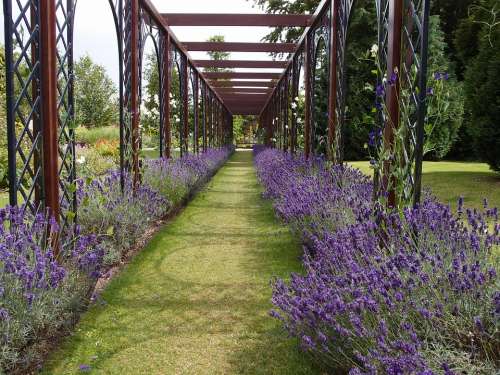 Lavender Flower Plant Floral Flora Natural Garden